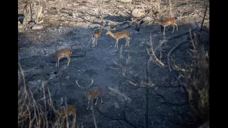 Rescuers in Rhodes struggle daily to save wild deer & pets.