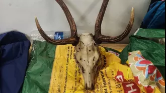 3 arrested for unlawfully selling skull and horn of sambar deer, under the Wildlife Protection Act.