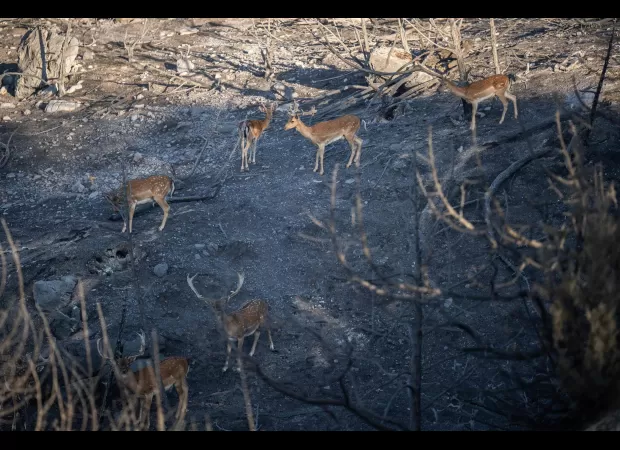 Rescuers in Rhodes struggle daily to save wild deer & pets.