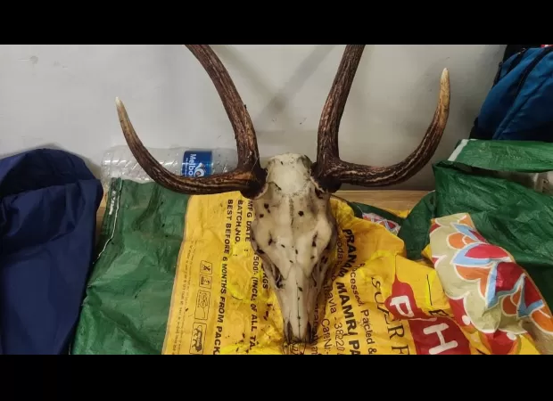 3 arrested for unlawfully selling skull and horn of sambar deer, under the Wildlife Protection Act.