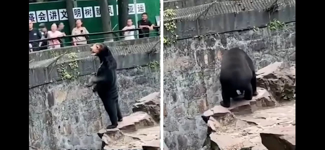 The zoo says the bears aren't people in animal costumes.