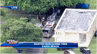 Man flees BSO, climbs tree in Dania Beach cemetery, then surrenders.