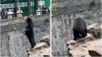 The zoo says the bears aren't people in animal costumes.