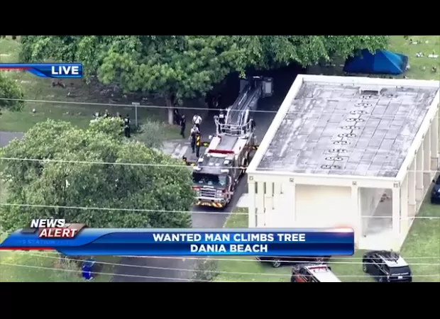 Man flees BSO, climbs tree in Dania Beach cemetery, then surrenders.