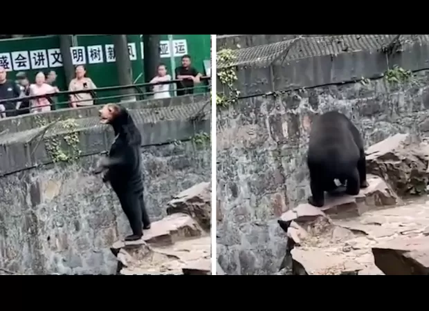 The zoo says the bears aren't people in animal costumes.