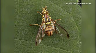 Invasive fruit fly leads to quarantine in LA County.