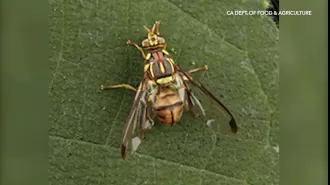 Invasive fruit fly leads to quarantine in LA County.
