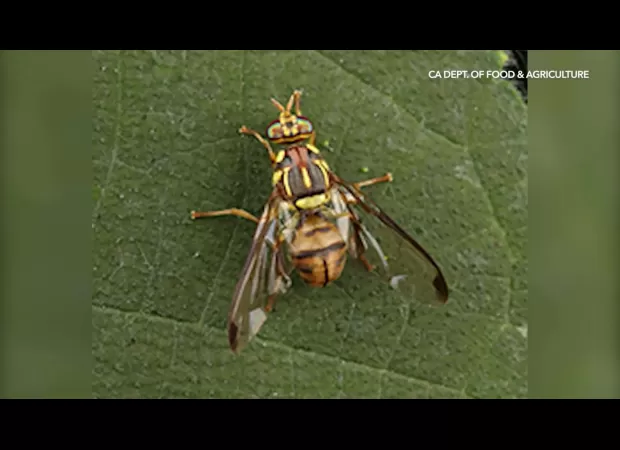 Invasive fruit fly leads to quarantine in LA County.