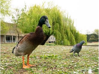 Students raised £5,000 for a statue of Long Boi the duck to remember him.