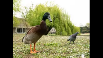 Students raised £5,000 for a statue of Long Boi the duck to remember him.