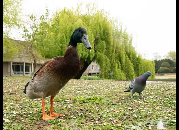 Students raised £5,000 for a statue of Long Boi the duck to remember him.