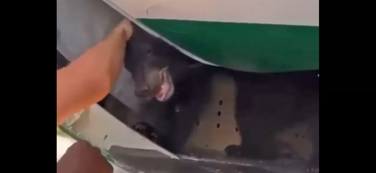 Bear escapes from Iraqi Airlines cargo hold, causing flight delay.