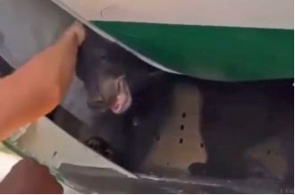 Bear escapes from Iraqi Airlines cargo hold, causing flight delay.