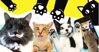 Get a boost: 15 funny cat pics for International Cat Day.