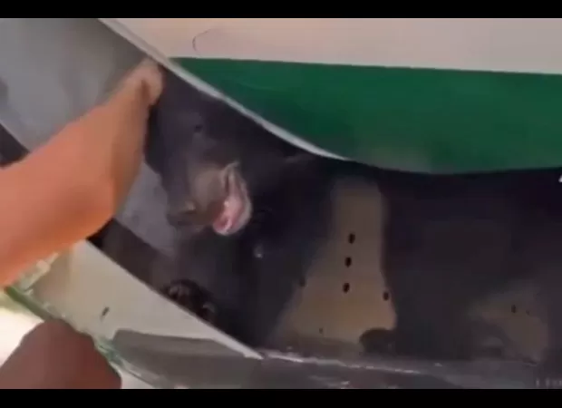 Bear escapes from Iraqi Airlines cargo hold, causing flight delay.