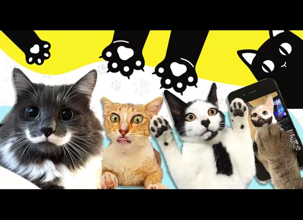 Get a boost: 15 funny cat pics for International Cat Day.