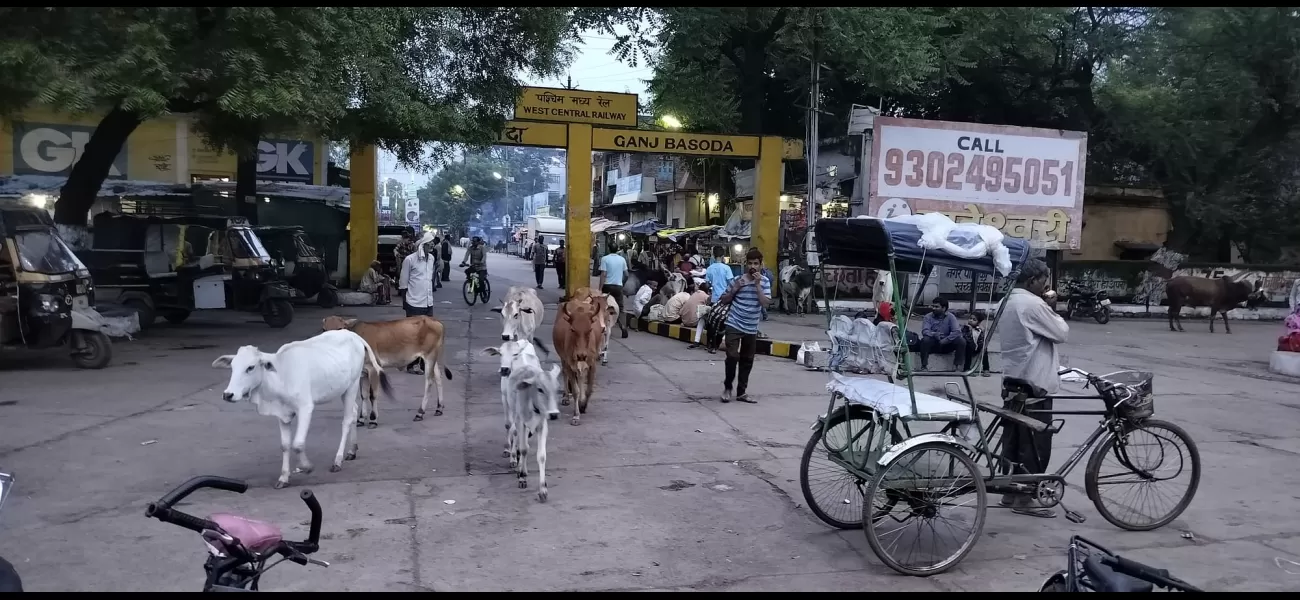 Stray cattle menace residents in Madhya Pradesh.