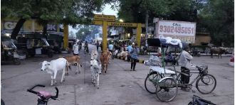 Stray cattle menace residents in Madhya Pradesh.