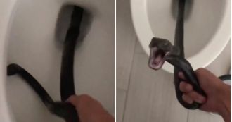 Woman finds giant hissing snake in her toilet, totally shocked.