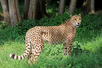 Kuno officers in Madhya Pradesh seek a helicopter to help them locate Nirva, a missing tiger.