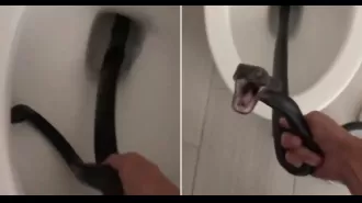 Woman finds giant hissing snake in her toilet, totally shocked.