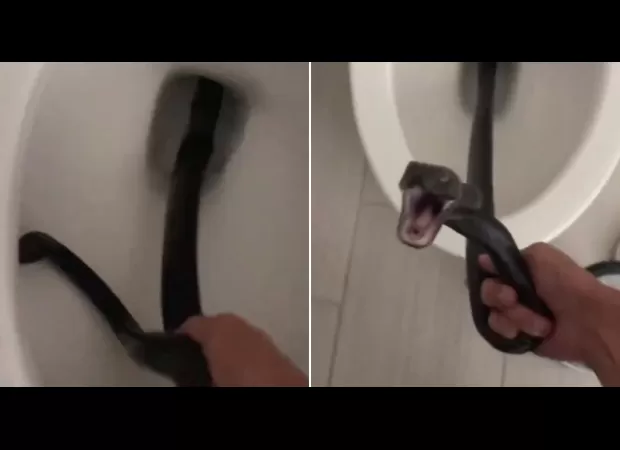 Woman finds giant hissing snake in her toilet, totally shocked.