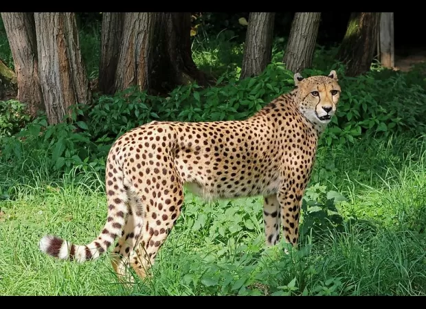 Kuno officers in Madhya Pradesh seek a helicopter to help them locate Nirva, a missing tiger.