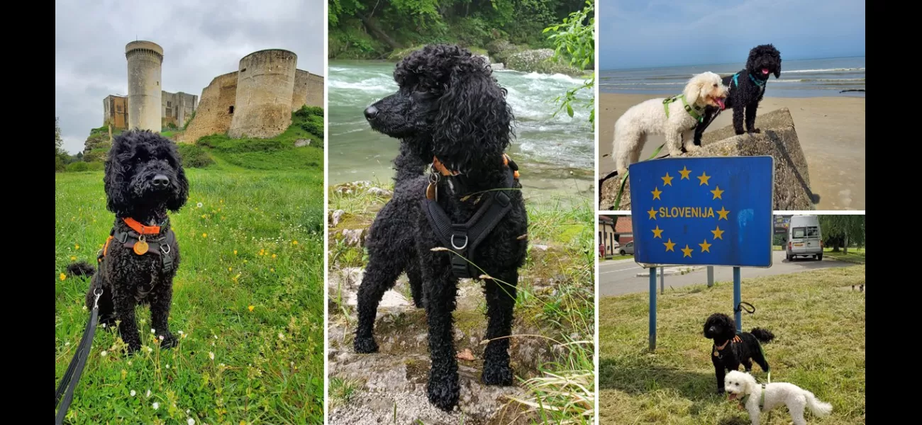 Rescued pup travels globally after being saved from a cruel puppy farm.
