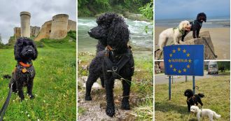 Rescued pup travels globally after being saved from a cruel puppy farm.