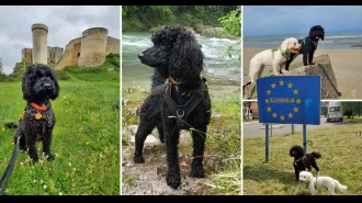 Rescued pup travels globally after being saved from a cruel puppy farm.