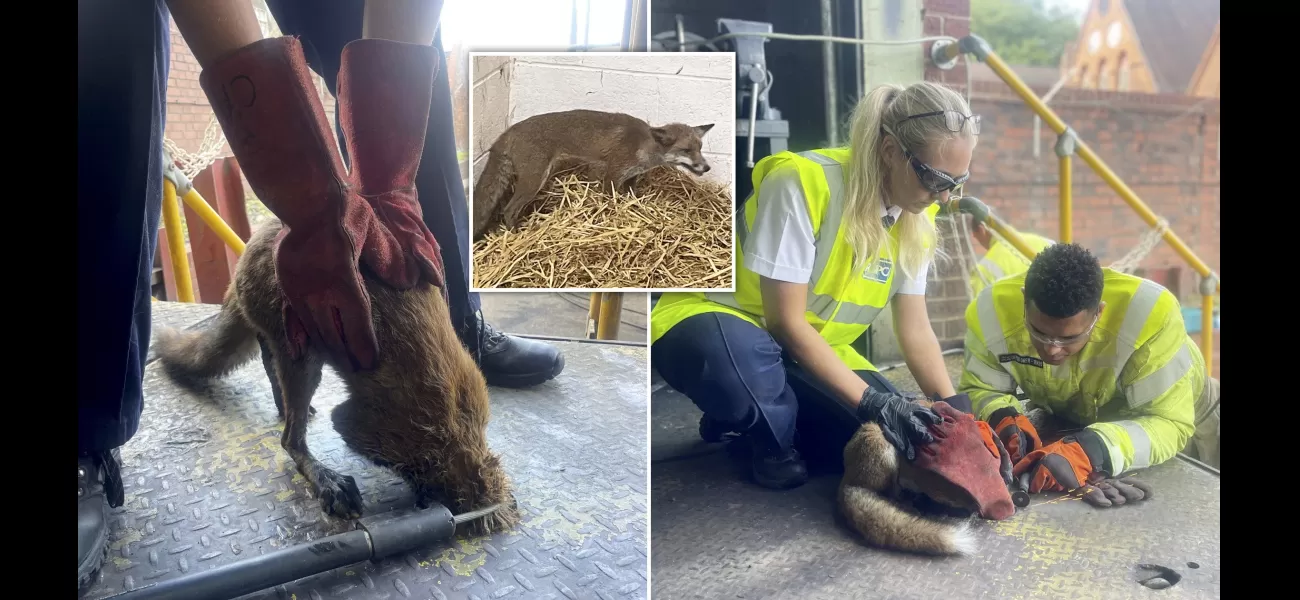 Fox rescued after lengthy effort when its head became stuck in a hole.