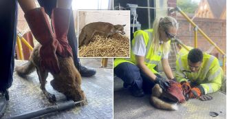 Fox rescued after lengthy effort when its head became stuck in a hole.