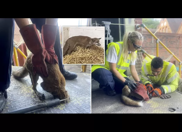 Fox rescued after lengthy effort when its head became stuck in a hole.