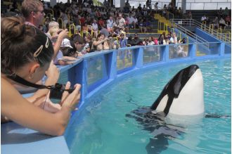 Killer whale dies after over 50 years in captivity at Miami Seaquarium.