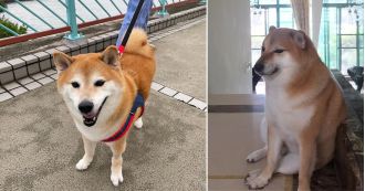 Cheems, the beloved meme pup, has passed away at the age of 12.
