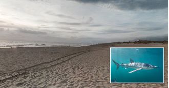 Man attacked by shark while swimming in shallow water off Spanish coast.