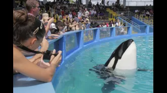 Killer whale dies after over 50 years in captivity at Miami Seaquarium.