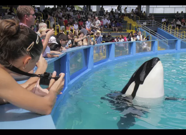 Killer whale dies after over 50 years in captivity at Miami Seaquarium.