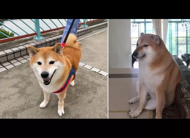 Cheems, the beloved meme pup, has passed away at the age of 12.