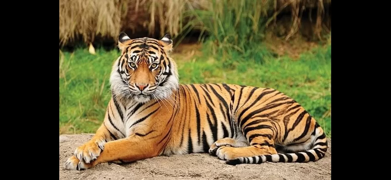 Bawaria, an international tiger hunter and skin trader, was arrested while travelling on the Vidisha-Sagar highway in Madhya Pradesh.