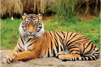 Bawaria, an international tiger hunter and skin trader, was arrested while travelling on the Vidisha-Sagar highway in Madhya Pradesh.