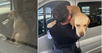 Dog rescued after being confined in campervan for 3 days.