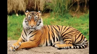 Bawaria, an international tiger hunter and skin trader, was arrested while travelling on the Vidisha-Sagar highway in Madhya Pradesh.