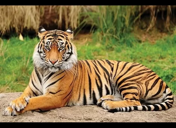 Bawaria, an international tiger hunter and skin trader, was arrested while travelling on the Vidisha-Sagar highway in Madhya Pradesh.