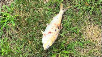Power outage in neighborhood caused by flying fish frying in electrical lines.