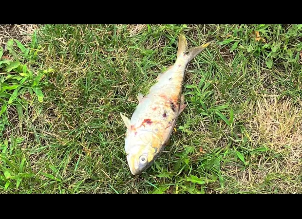 Power outage in neighborhood caused by flying fish frying in electrical lines.