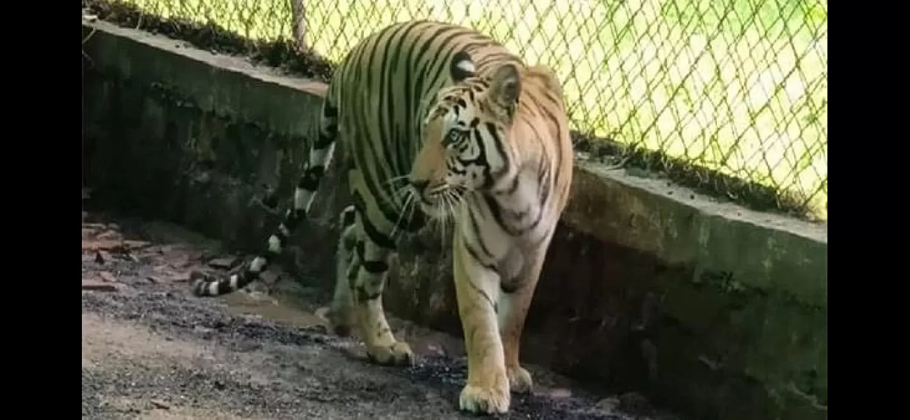 Tigress found dead in MP's Bandhavgarh Reserve likely due to territorial fight.