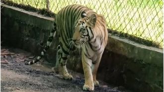 Tigress found dead in MP's Bandhavgarh Reserve likely due to territorial fight.