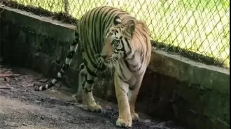 Tigress found dead in MP's Bandhavgarh Reserve likely due to territorial fight.
