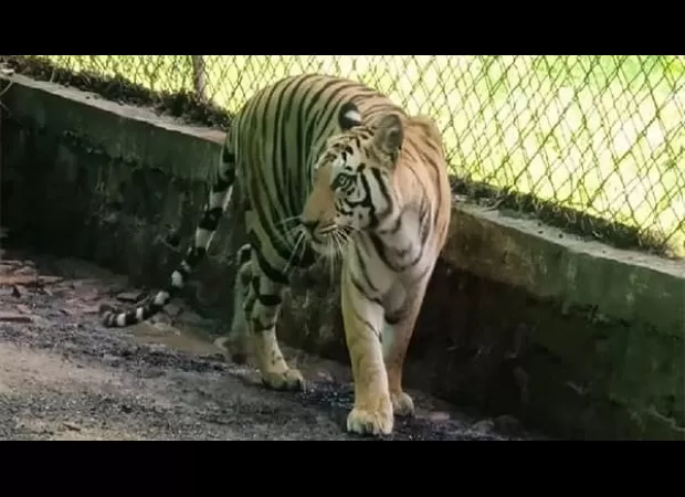 Tigress found dead in MP's Bandhavgarh Reserve likely due to territorial fight.